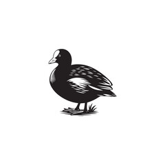 Coot Bird Silhouette - Coot Black Illustration - Coot Bird Vector.