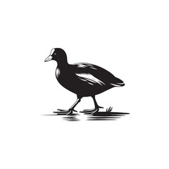Coot Bird Silhouette - Coot Black Illustration - Coot Bird Vector.