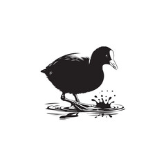 Coot Bird Silhouette - Coot Black Illustration - Coot Bird Vector.