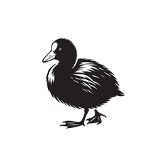 Coot Bird Silhouette - Coot Black Illustration - Coot Bird Vector.