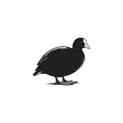 Coot Bird Silhouette - Coot Black Illustration - Coot Bird Vector.