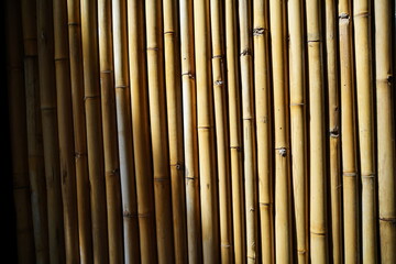 bamboo background
