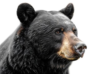 Black Bear White Background. Close-up Portrait of American Black Bear Against Minimal Background