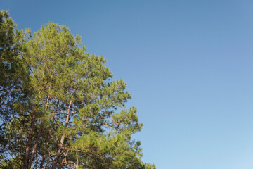 Branches against blue sky. Pine tree background.