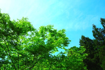 太陽の光に輝く新緑