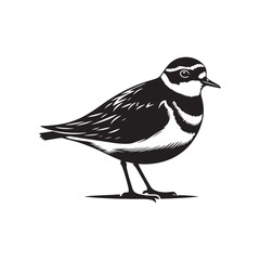 Plover Vector Silhouette - Plover Illustration - Plover bird Vector.