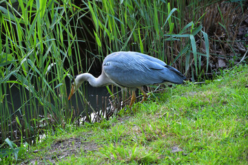 A heron hunting for prey at the edge of a pond in Metz, France, on May 10, 2024.