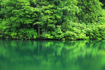 緑が美しい森の中の池