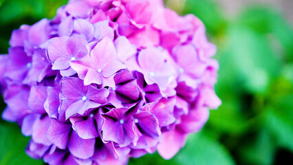 Obraz premium 紫陽花