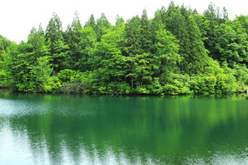 緑に囲まれた山あいの小さな池