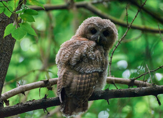 owl on a branch