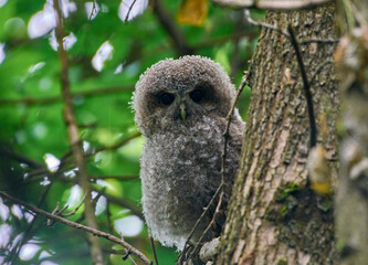 great grey owl