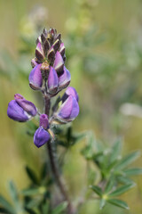 Closeup on emerging blue flowers of the Miniature Lupine, Lupinus bicolor in Eugene, Oregon, US