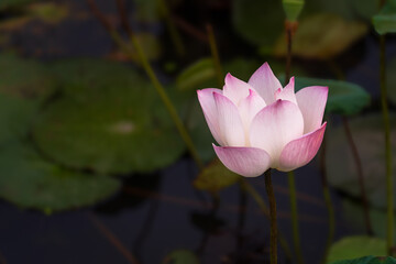 A single royal lotus (Nelumbo) flower is blooming in a pond in the park.