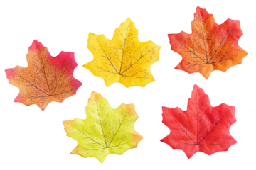 Artificial maple leaves, autumn, fall concept. Set of 5 colors. Isolated on PNG transparent background. Graphic resource.