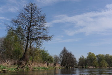 Landscape with fresh green trees on a sunny day with blue sky with Pilica river in spring in Mazowsze region, Poland, Europe