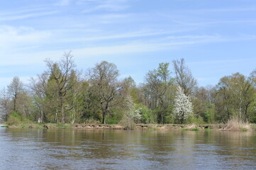 Landscape with fresh green trees on a sunny day with blue sky with Pilica river in spring in Mazowsze region, Poland, Europe