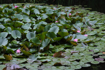 札幌市にある北海道庁旧本庁舎前の池に咲く睡蓮 / Water lilies bloom in the pond...
