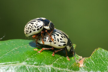 Closeup on a copulation couple of Common Willow Calligrapher Beetle, Calligrapha multipunctata from South Oregon, USA