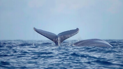 Fototapeta premium Whale Tail Breaking the Surface of the Ocean