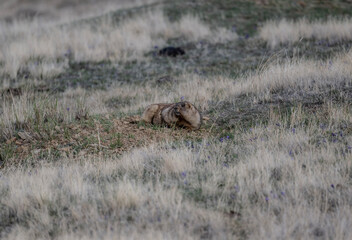 red marmot close-up in natural environment on a summer day in Altai