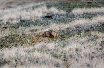 red marmot close-up in natural environment on a summer day in Altai