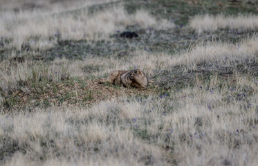 red marmot close-up in natural environment on a summer day in Altai