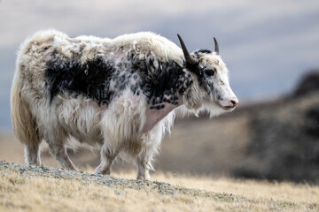 Obraz premium wild high-mountain yaks close-up in their natural environment on a summer day in Altai
