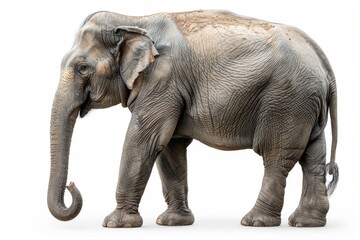 Obraz premium Asian elephant, majestic and powerful, isolated on a pure white background. Captivating wildlife portrait.