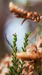 Vue rapprochée de feuilles de fougère marrons