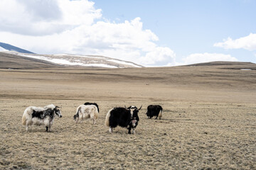 wild high-mountain yaks close-up in their natural environment on a summer day in Altai