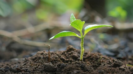 A Small Seedling Growing in the Earth