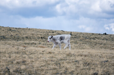 wild high-mountain yaks close-up in their natural environment on a summer day in Altai