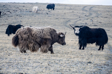 wild high-mountain yaks close-up in their natural environment on a summer day in Altai