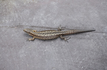 Gray Altai lizard close-up in natural environment on a summer day in Altai