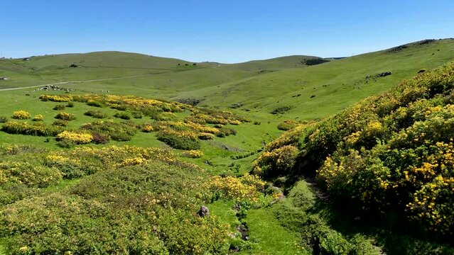 landscape with green grass and blue sky and yellow flowers