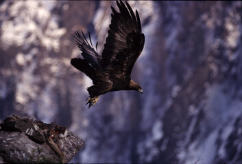 Golden eagle (Aquila chrysaetos) Aquila reale