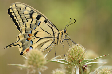 Old World swallowtail butterfly, Papilio machaon, close-up