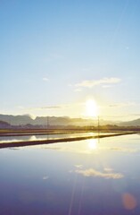 水田の朝