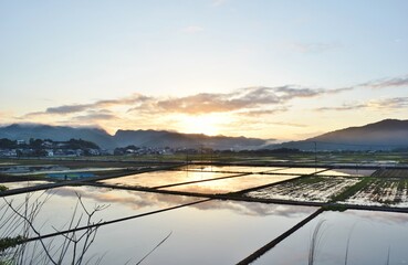 水田の朝