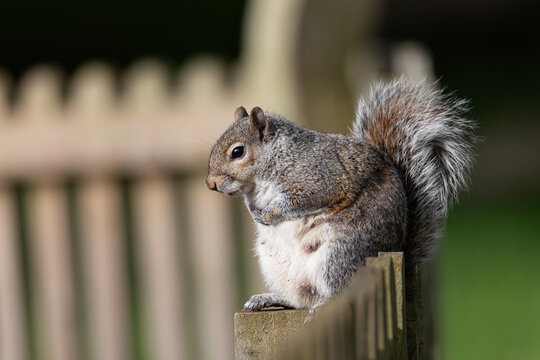 A squirrel sitting on a fence in Barnwell Park, Oundle, Northamptonshire 