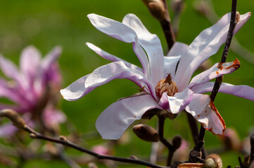 Close-up of a magnolia flower, blooming tree
