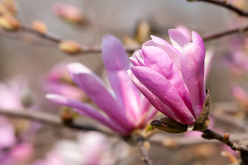 Close-up of a magnolia flower, blooming tree
