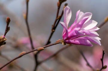 Close-up of a magnolia flower, blooming tree