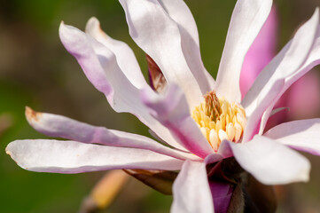 Close-up of a magnolia flower, blooming tree
