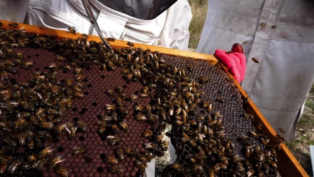 Apiarist pulls the frame covered with bees out of hive. Man in special suit takes care of bee farm. Bee smoker Apiculture business. Honey production.