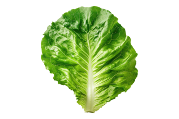 Fresh lettuces leaves isolated on transparent background