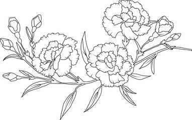Fototapeta premium Carnation flowers line art illustration