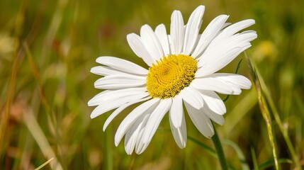 Obraz premium Radiant daisy, macro view, pure white petals, sunny daylight, sharp detail, blurred meadow backdrop. 