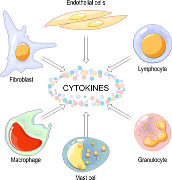 Cytokines are produced by macrophage, lymphocyte, mast cell, endothelial cell and fibroblast.